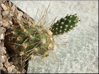 1207 Opuntia dimorpha ISI1052 M1508 PICT6827